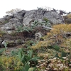 Plants: image 86 Of 208 Thumb